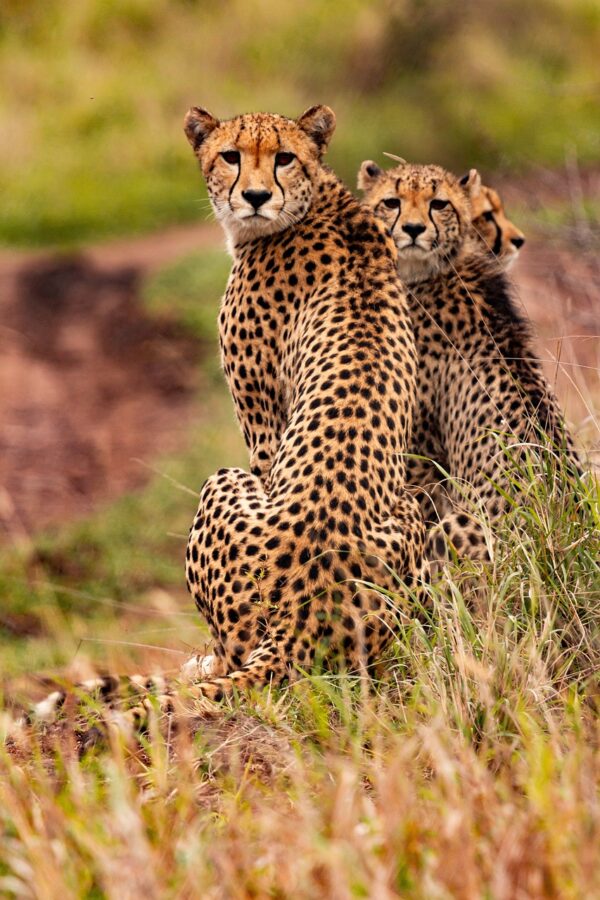 cheetahs, animals, safari-5689873.jpg