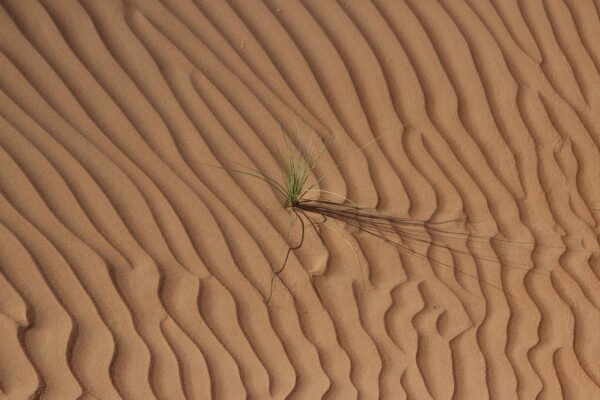 desert, oman, sand-1183080.jpg