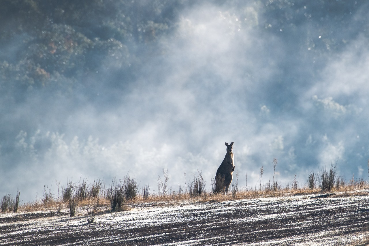 eastern grey kangaroo, australian, australia-5348449.jpg