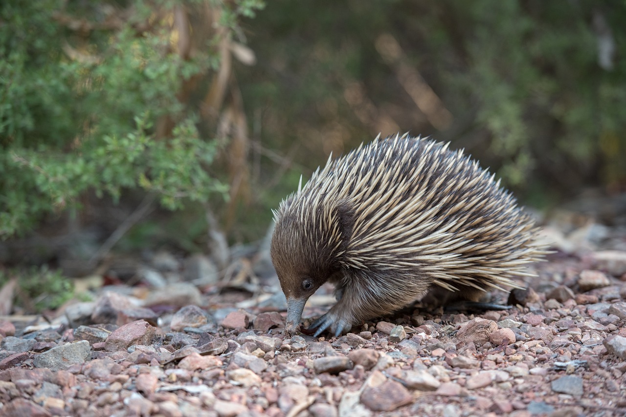 echidna, monotreme, mammal-3289503.jpg