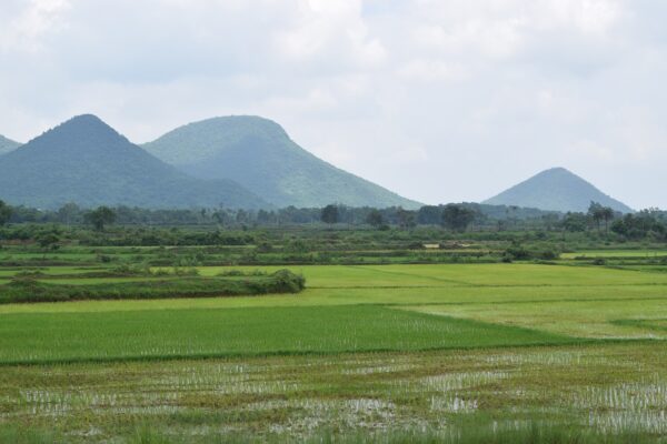 farming, indian, odisha-2681212.jpg