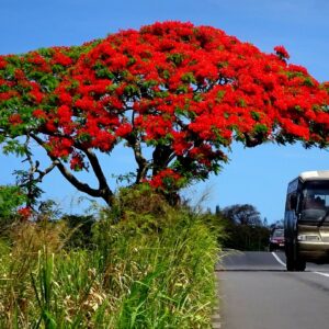 flamboyant, fauna, mauritius-4778289.jpg