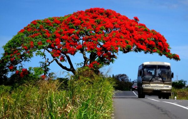 flamboyant, fauna, mauritius-4778289.jpg