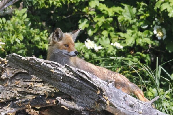 fox, tree, trunk-8023338.jpg