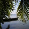 india, palm fronds, palm tree-337.jpg