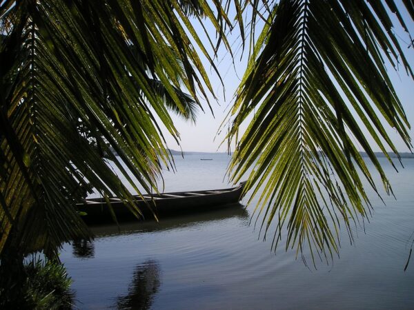 india, palm fronds, palm tree-337.jpg