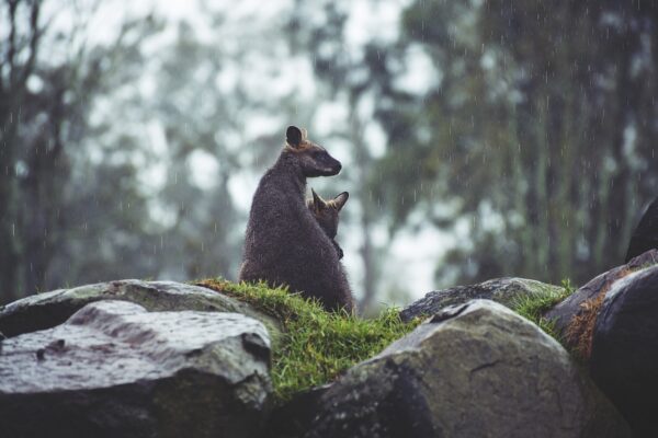 kangaroos, joey, rocks-1869759.jpg