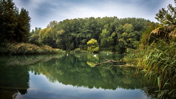 lake, water, nature-987011.jpg