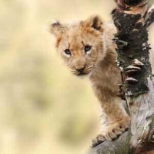 lion, cub, cat-565820.jpg