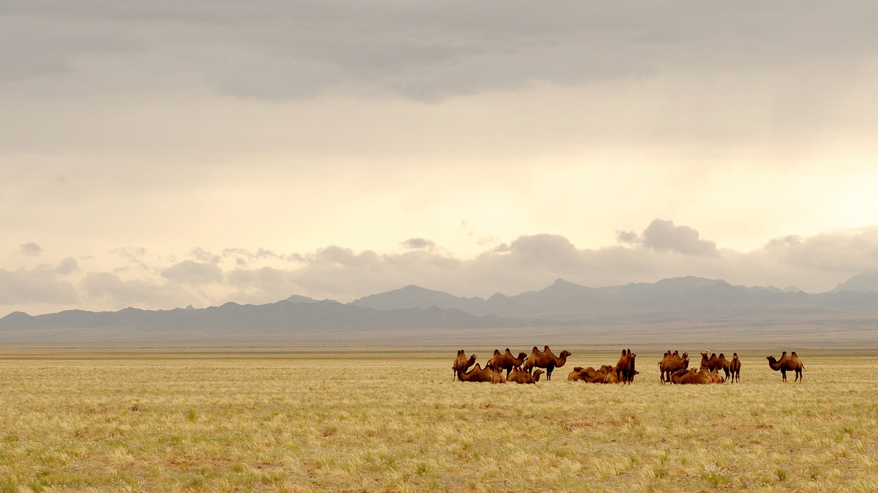 mongolia, gobi, camels-695267.jpg