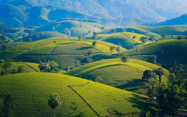 mountains, tea, leaves-5112952.jpg