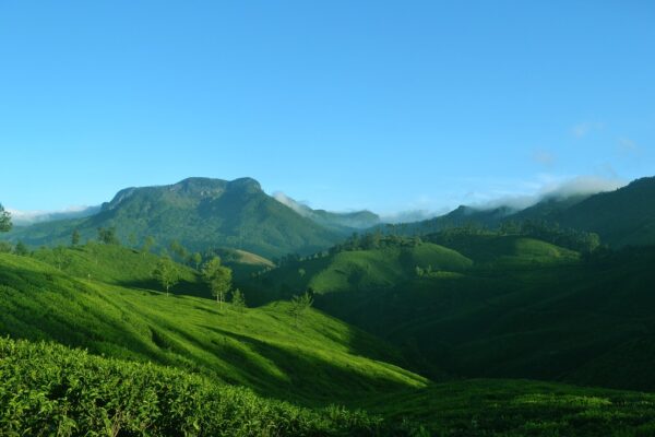 munnar, kerala, india-1639120.jpg