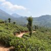 munnar, kerala, india-3992529.jpg