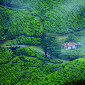 munnar, kerala, tea plantation-4769654.jpg
