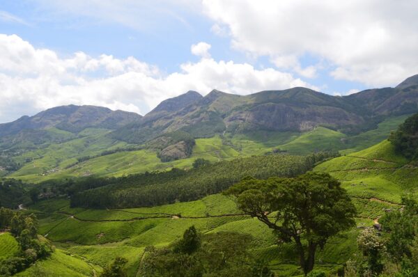 munnar, tea, plantation-2259072.jpg