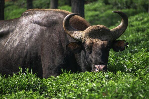 ooty hill station, bull, byson-6360961.jpg