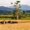 paddy, bali, rice cultivation-237204.jpg