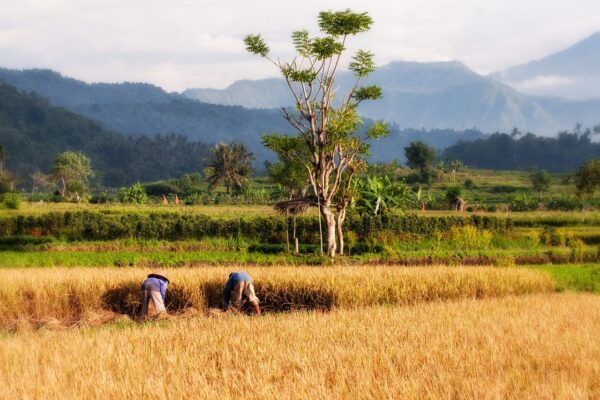paddy, bali, rice cultivation-237204.jpg