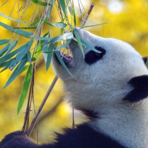 panda, bamboo, bear-4421395.jpg