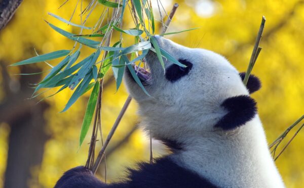 panda, bamboo, bear-4421395.jpg