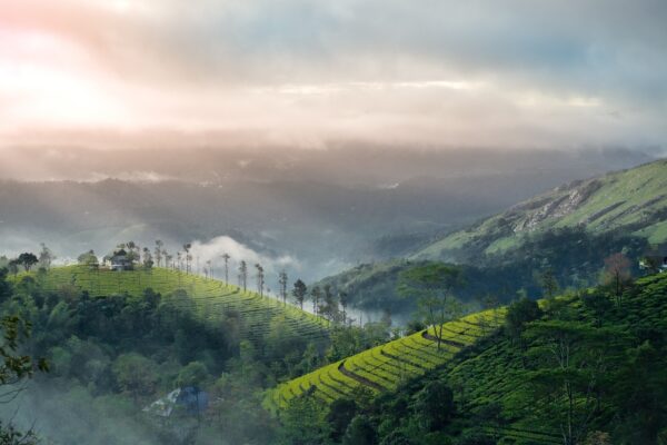 plantation, hills, morning-7470027.jpg