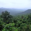 rainforest, mollem national park, western ghats-384944.jpg