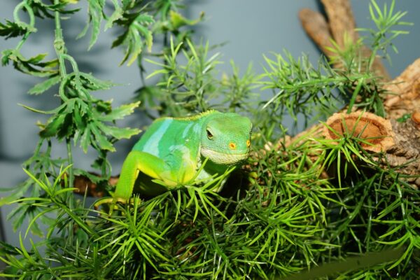 reptile, fiji iguana, lizard-2478432.jpg