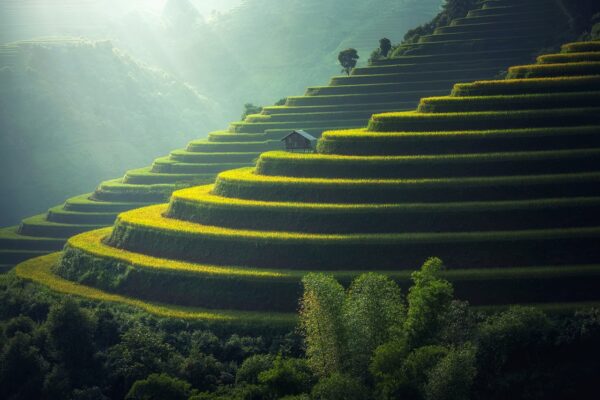 rice plantation, thailand, rice-1822444.jpg