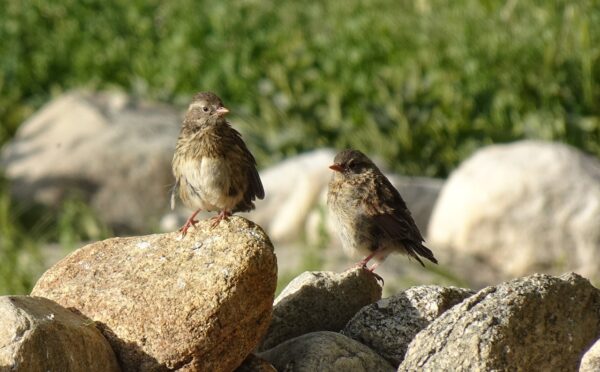 robin accentor, bird, prunella rubeculoides-7516683.jpg