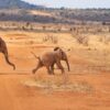safari, elephant, landscape-4043090.jpg