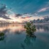 sea, mangrove, before sunrise-6328687.jpg