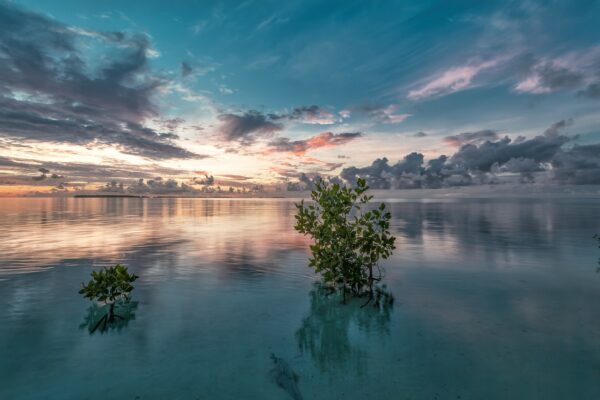 sea, mangrove, before sunrise-6328687.jpg