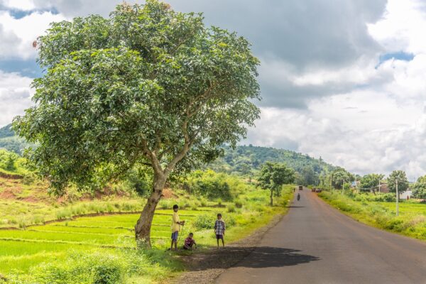 sky, tree, nature-4981316.jpg