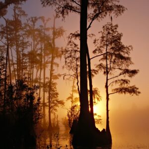 swamp, trees, sunset-86611.jpg