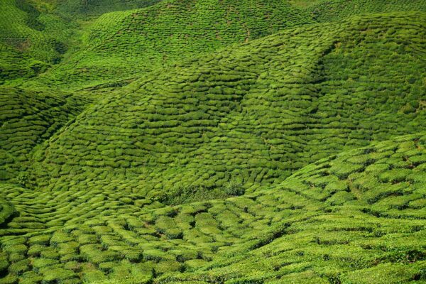 tea, field, tea garden-2453352.jpg