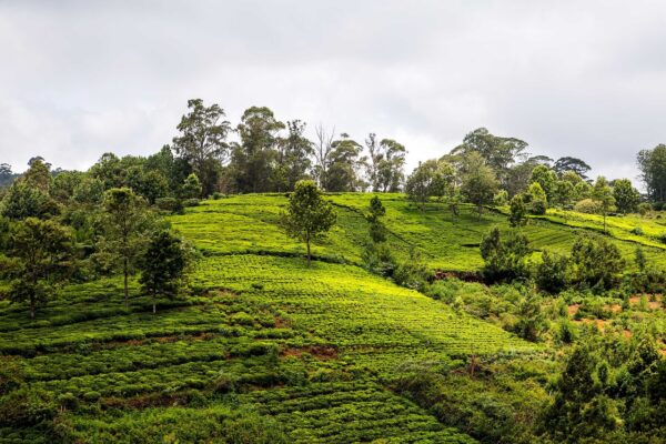 tea plantation, farm, vegetation-5606403.jpg