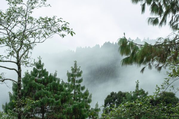 trees, mountain, fog-5780144.jpg