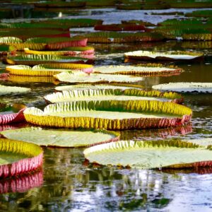 water, water lily, pink-1250090.jpg