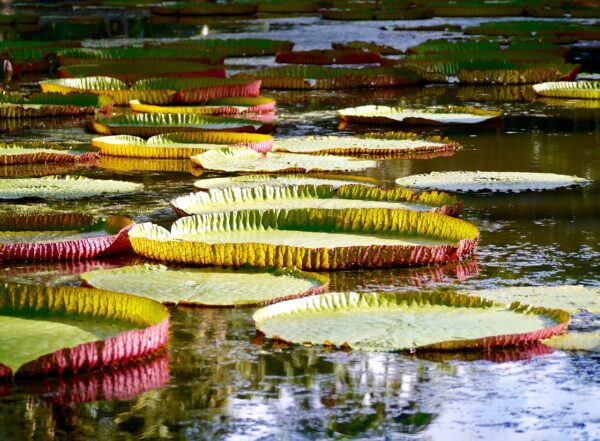 water, water lily, pink-1250090.jpg