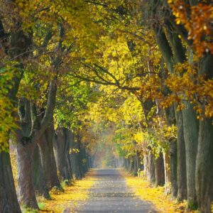 autumn, road, trees-7562289.jpg