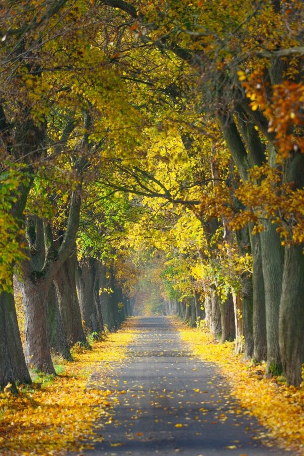 autumn, road, trees-7562289.jpg