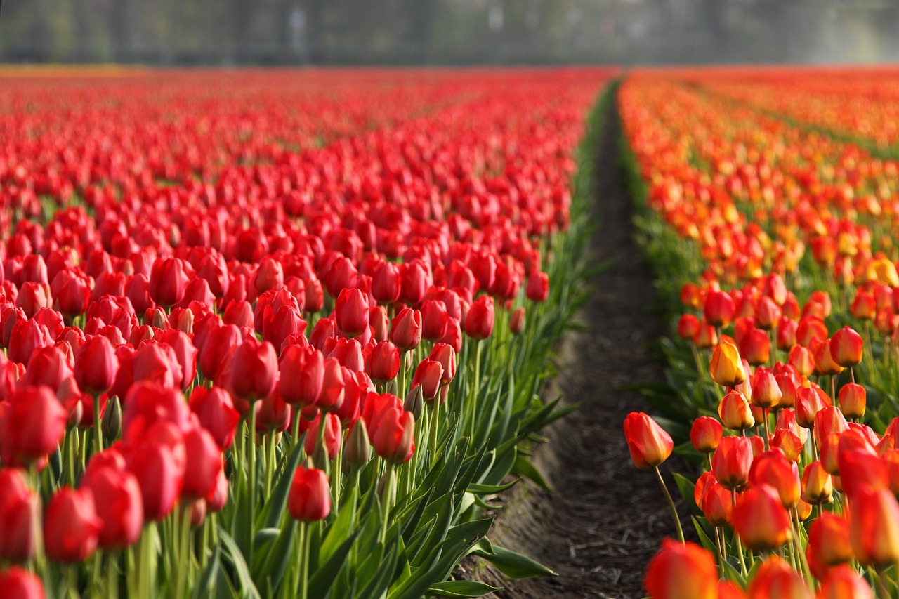 flowers, tulips, spring-2546.jpg