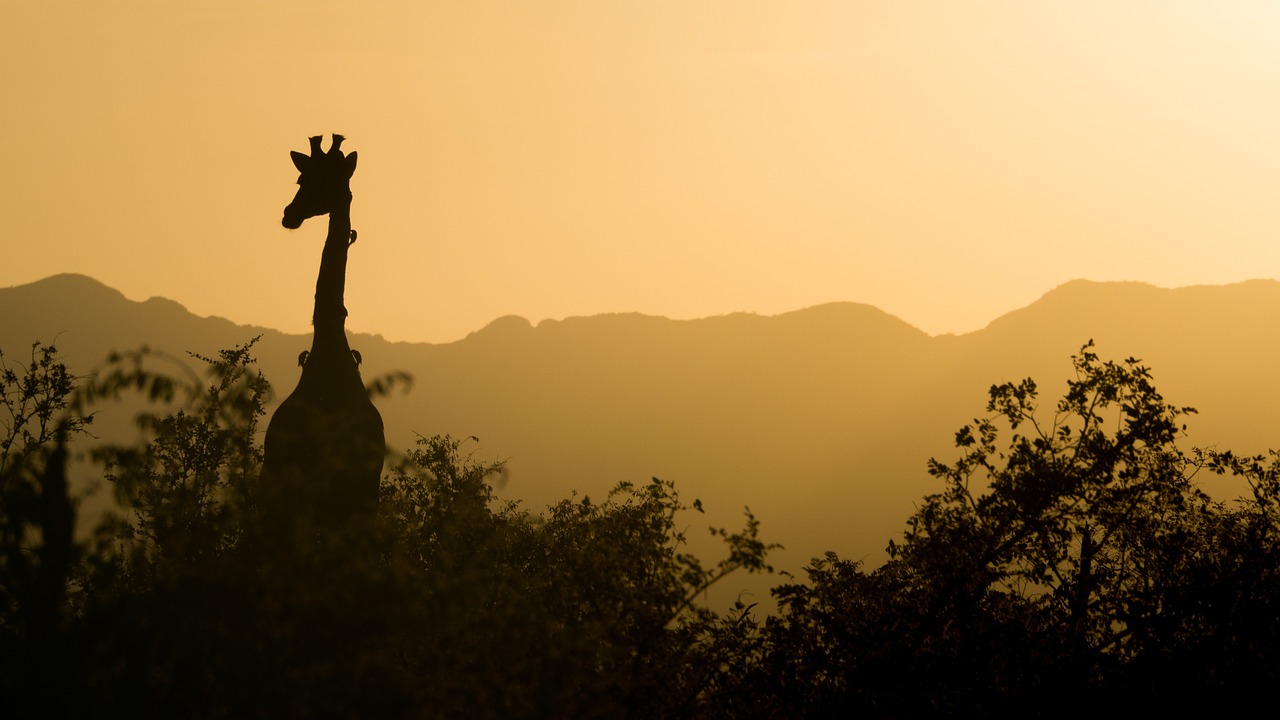 giraffe, sunset, south africa-2233366.jpg