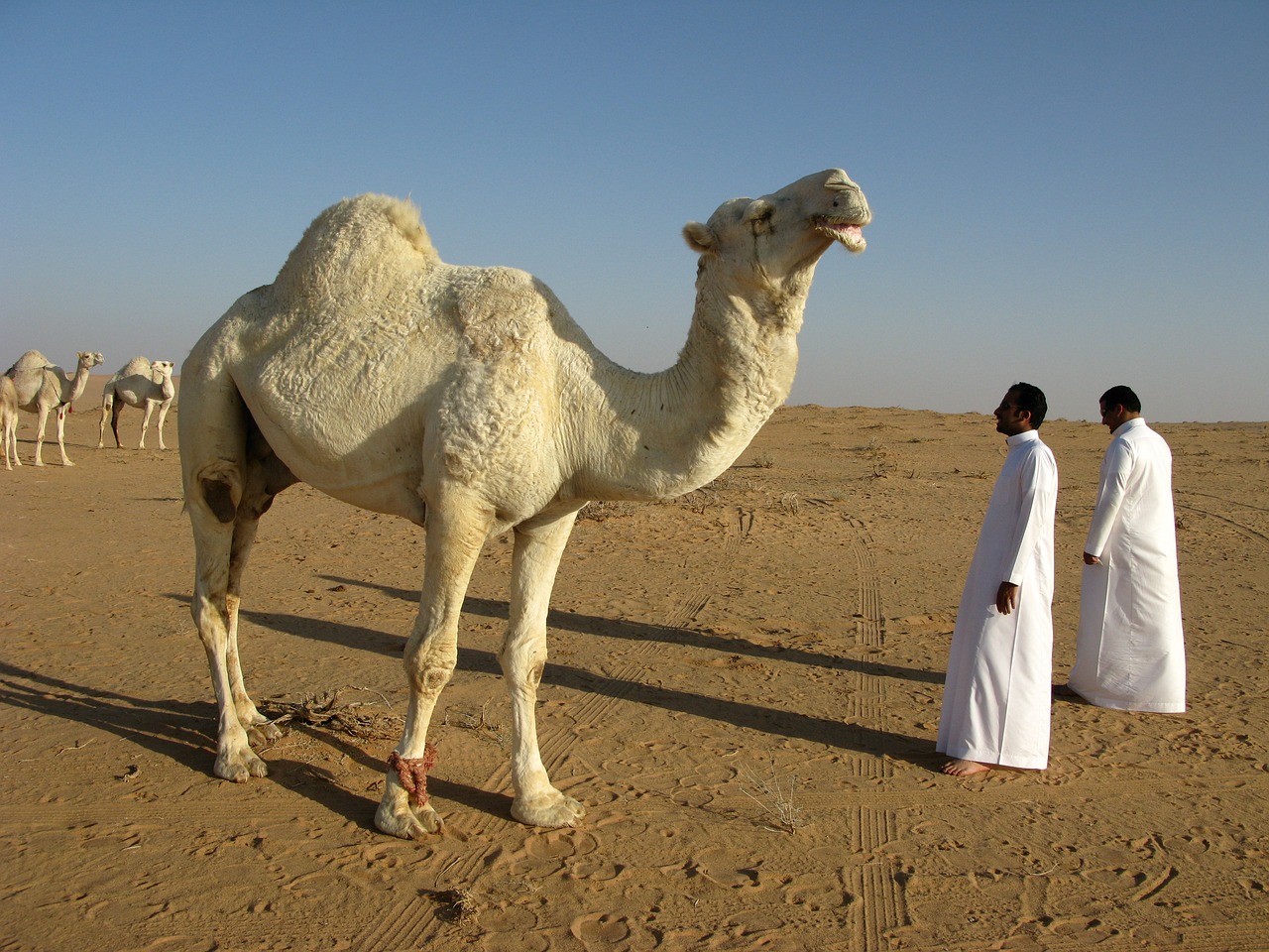 saudi arabia, desert, camel-95500.jpg